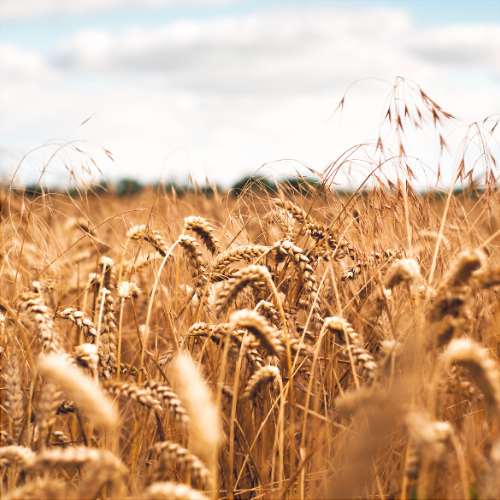 Alimentation générale vrac et bio